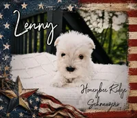 Akc Lenny, a male Miniature Schnauzer for sale in Marion, VA – 1 of 3