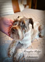 Akc Ivy, a female Miniature Schnauzer for sale in Marion, VA – Photo 1 of 2