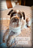 Akc Ivy, a female Miniature Schnauzer for sale in Marion, VA – Photo 2 of 2