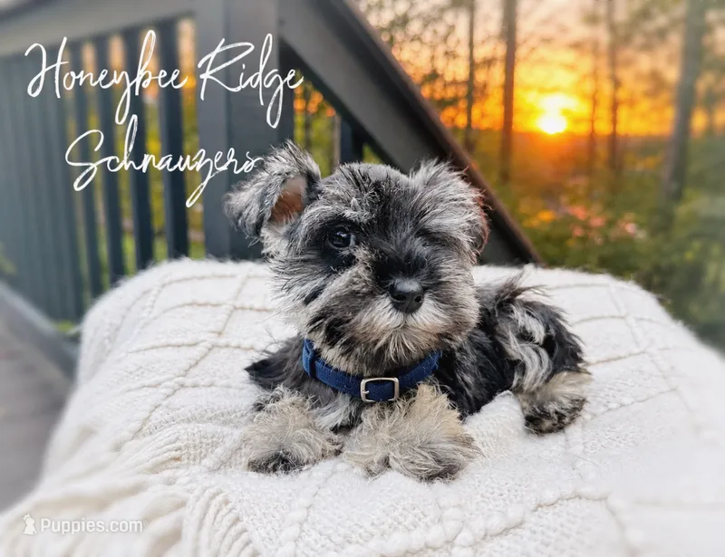 Akc Duke – Miniature Schnauzer puppy for sale in Marion, VA