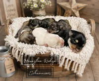 Akc White, a male Miniature Schnauzer for sale in Marion, VA – 2 of 2