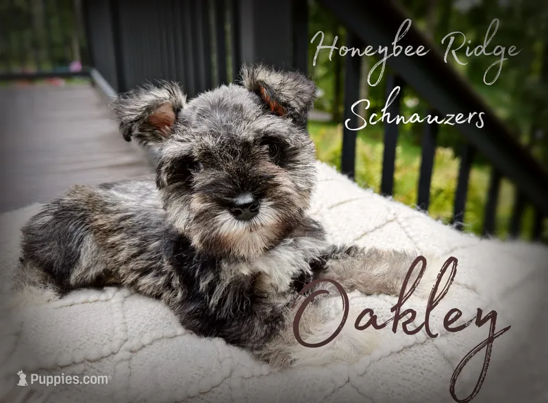 Akc Oakley  – Miniature Schnauzer puppy for sale in Marion, VA