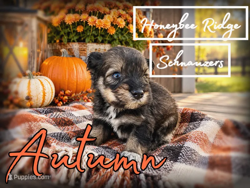 Akc Dark Salt and Pepper  – Miniature Schnauzer puppy for sale in Marion, VA