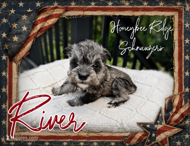 Akc River – Miniature Schnauzer puppy for sale in Marion, VA