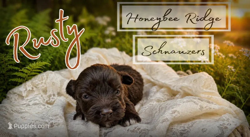 Akc Liver Rusty – Miniature Schnauzer puppy for sale in Marion, VA
