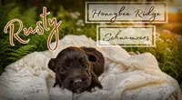 Akc Liver Rusty, a male Miniature Schnauzer for sale in Marion, VA – 1 of 2