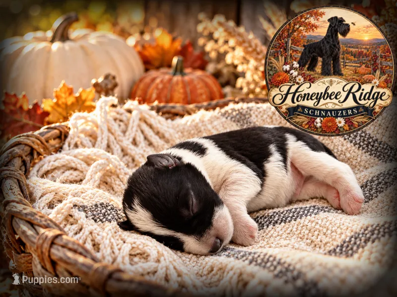 Akc Black and White Parti  – Miniature Schnauzer puppy for sale in Marion, VA