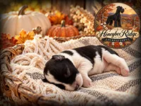 Akc Black and White Parti , a male Miniature Schnauzer for sale in Marion, VA – 1 of 2