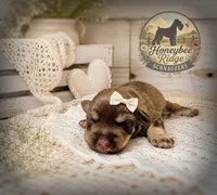 Akc Liver Pepper , a female Miniature Schnauzer for sale in Marion, VA – 1 of 1