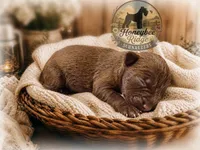 Akc Liver, a male Miniature Schnauzer for sale in Marion, VA – 1 of 1