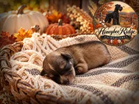 Akc Light Salt and Pepper , a female Miniature Schnauzer for sale in Marion, VA – 1 of 2