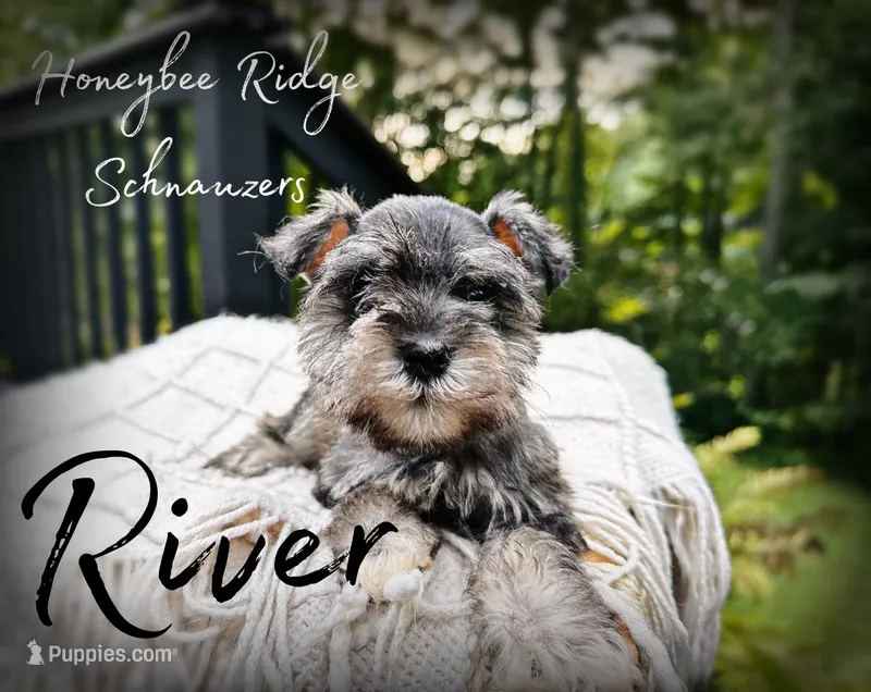 Akc River – Miniature Schnauzer puppy for sale in Marion, VA