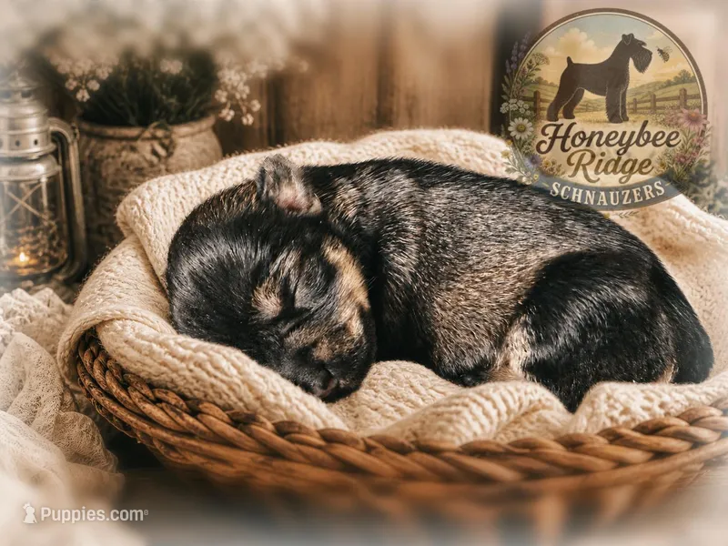 Akc Salt and Pepper  – Miniature Schnauzer puppy for sale in Marion, VA