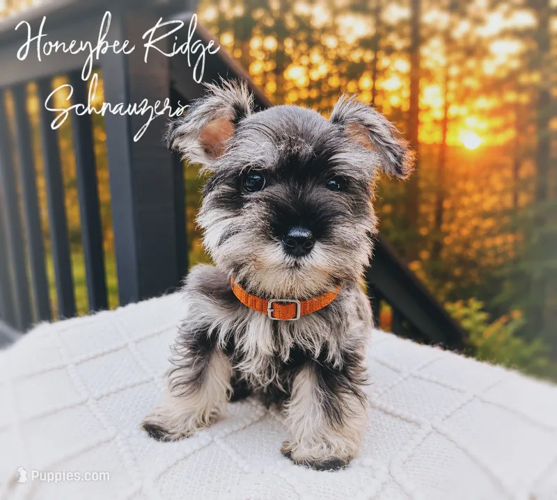 Akc Sailor – Miniature Schnauzer puppy for sale in Marion, VA