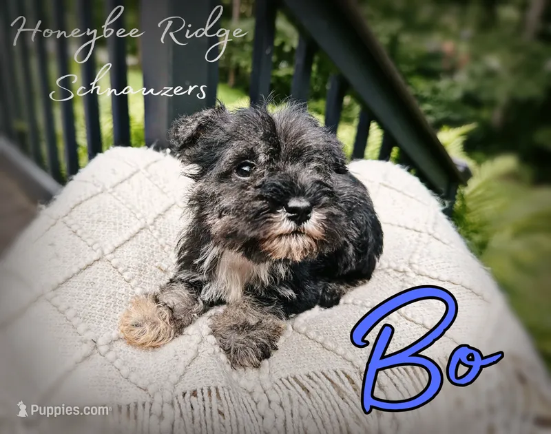 Akc Bo – Miniature Schnauzer puppy for sale in Marion, VA