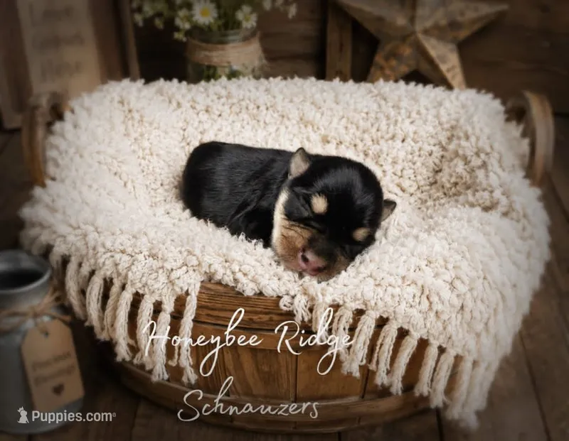 Akc Black and Silver  – Miniature Schnauzer puppy for sale in Marion, VA