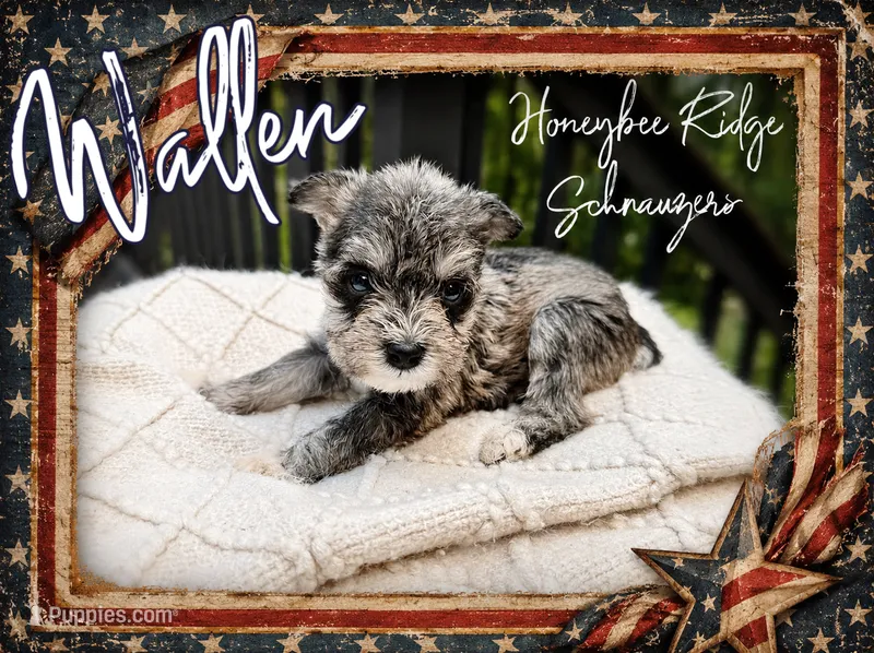 Akc Wallen – Miniature Schnauzer puppy for sale in Marion, VA