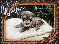 Akc Wallen, a male Miniature Schnauzer for sale in Marion, VA – 1 of 3