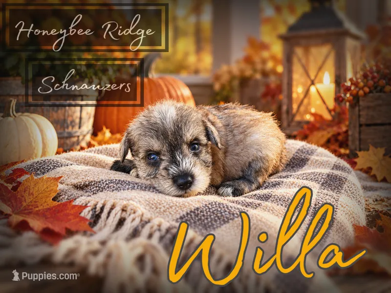 Akc Light Salt and Pepper  – Miniature Schnauzer puppy for sale in Marion, VA