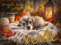 Akc Willa, a female Miniature Schnauzer for sale in Marion, VA – 1 of 3