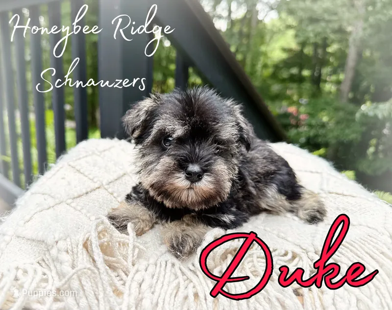 Akc Duke – Miniature Schnauzer puppy for sale in Marion, VA