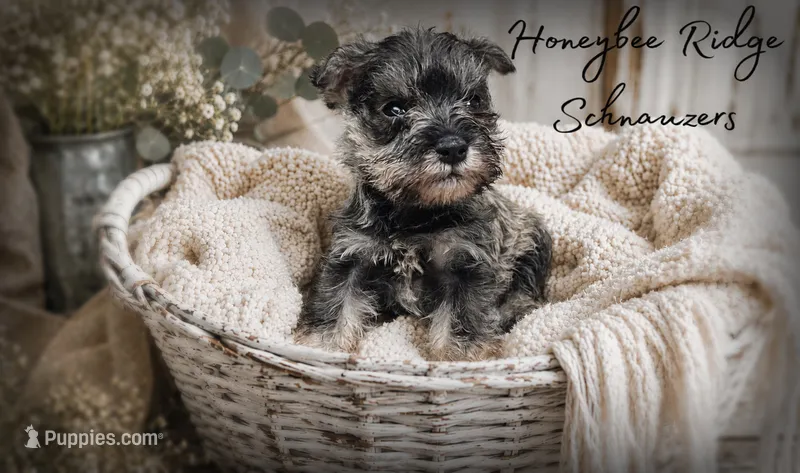 Akc Sailor – Miniature Schnauzer puppy for sale in Marion, VA
