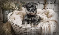 Akc Sailor, a male Miniature Schnauzer for sale in Marion, VA – 3 of 5