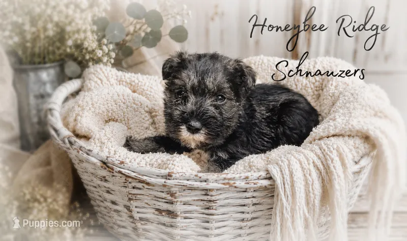 Akc Bo – Miniature Schnauzer puppy for sale in Marion, VA