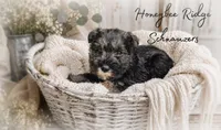 Akc Bo, a male Miniature Schnauzer for sale in Marion, VA – 3 of 5