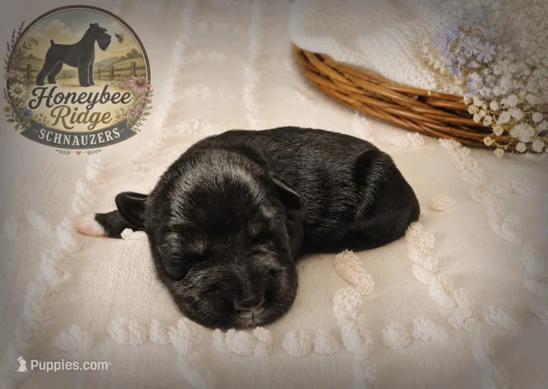 Akc Dark Salt and Pepper  – Miniature Schnauzer puppy for sale in Marion, VA