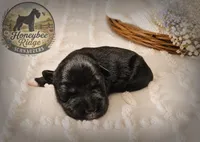 Akc Dark Salt and Pepper , a male Miniature Schnauzer for sale in Marion, VA – 1 of 1