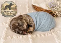 Akc Sailor, a male Miniature Schnauzer for sale in Marion, VA – 2 of 2