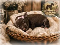 Akc Liver , a female Miniature Schnauzer for sale in Marion, VA – 1 of 1