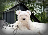 Akc Lenny, a male Miniature Schnauzer for sale in Marion, VA – 2 of 5