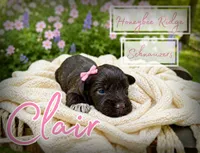 Akc Liver Clair, a female Miniature Schnauzer for sale in Marion, VA – 1 of 2