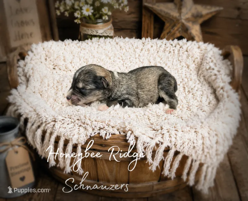 Akc Salt and Pepper  – Miniature Schnauzer puppy for sale in Marion, VA