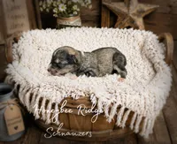 Akc Salt and Pepper , a male Miniature Schnauzer for sale in Marion, VA – 1 of 2