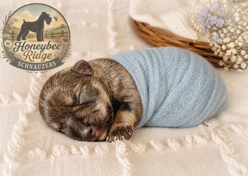 Akc Salt and Pepper  – Miniature Schnauzer puppy for sale in Marion, VA
