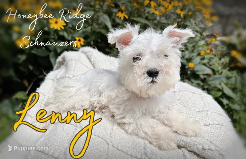 Akc Lenny – Miniature Schnauzer puppy for sale in Marion, VA