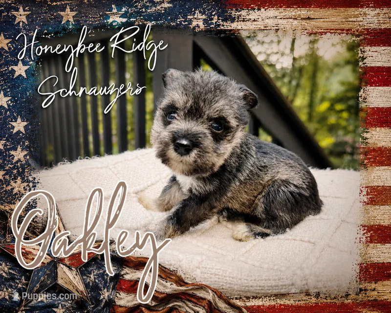 Akc Oakley  – Miniature Schnauzer puppy for sale in Marion, VA