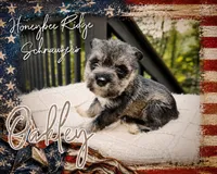 Akc Oakley , a male Miniature Schnauzer for sale in Marion, VA – 1 of 3