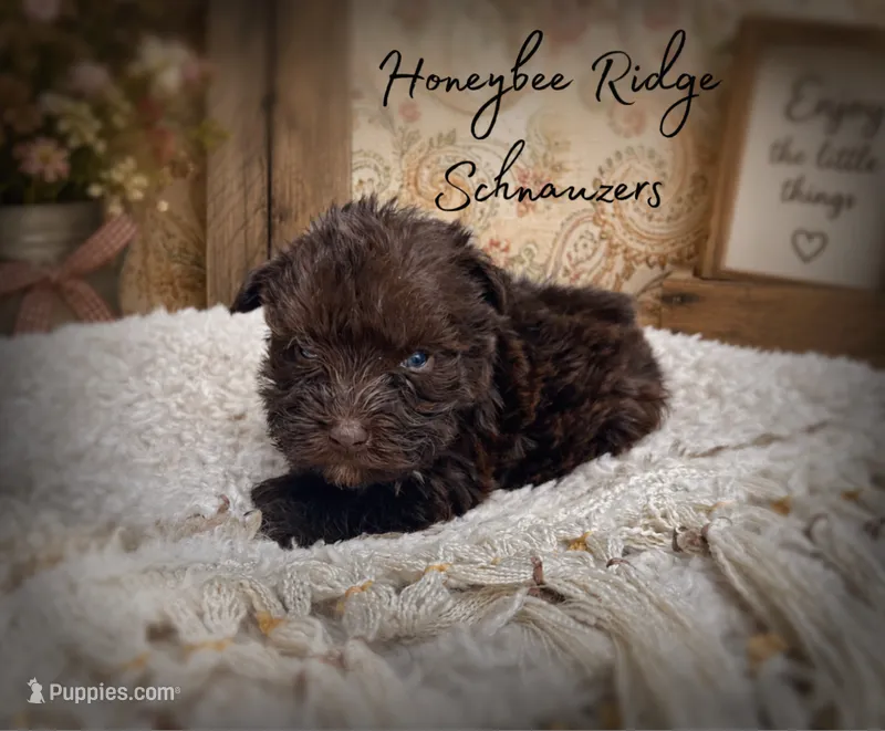 Akc Liver Jacks – Miniature Schnauzer puppy for sale in Marion, VA