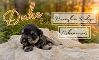 Akc Duke, a male Miniature Schnauzer for sale in Marion, VA – 2 of 2