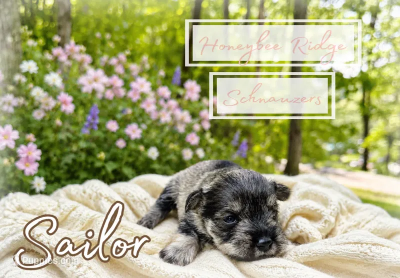 Akc Sailor – Miniature Schnauzer puppy for sale in Marion, VA