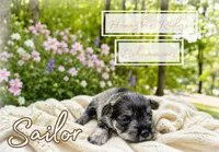 Akc Sailor, a male Miniature Schnauzer for sale in Marion, VA – 1 of 2