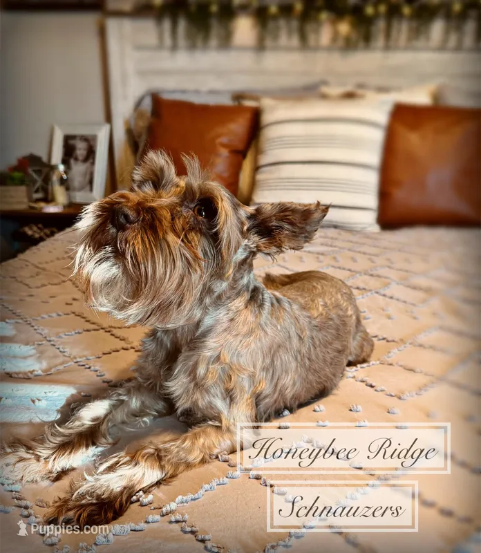 Akc Everley , a female Miniature Schnauzer for sale in Marion, VA – Photo 1 of 2
