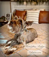 Akc Everley , a female Miniature Schnauzer for sale in Marion, VA – Photo 1 of 2