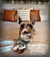 Akc Everley , a female Miniature Schnauzer for sale in Marion, VA – Photo 2 of 2