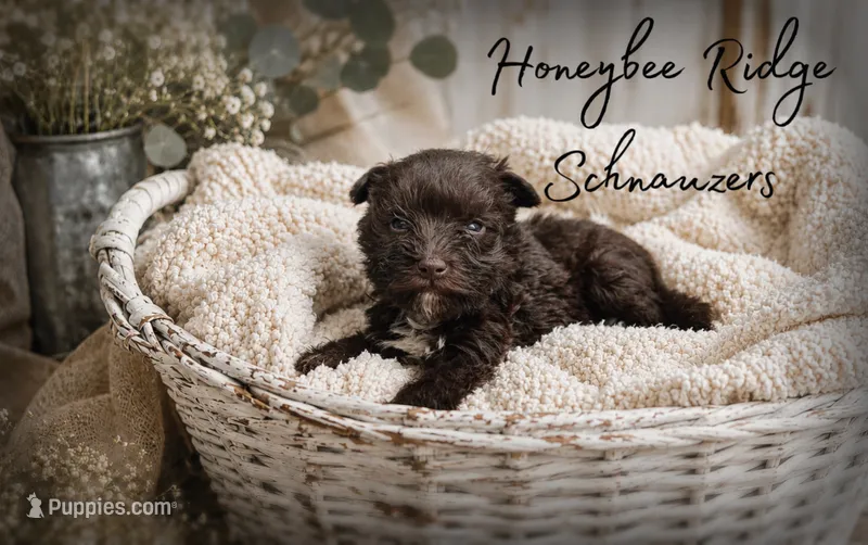 Akc Liver Rusty – Miniature Schnauzer puppy for sale in Marion, VA