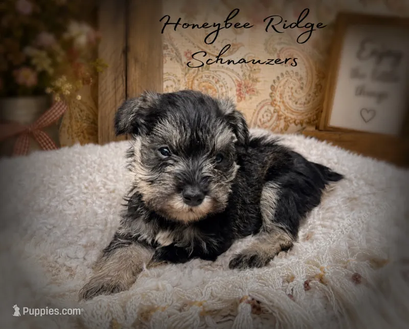 Akc Duke – Miniature Schnauzer puppy for sale in Marion, VA